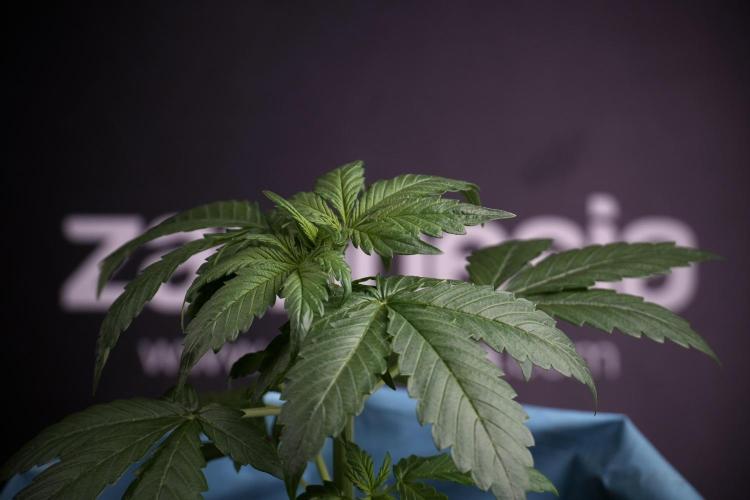 GMO Cookies Served with extra curiosity. Week 3 - GMO Cookies 