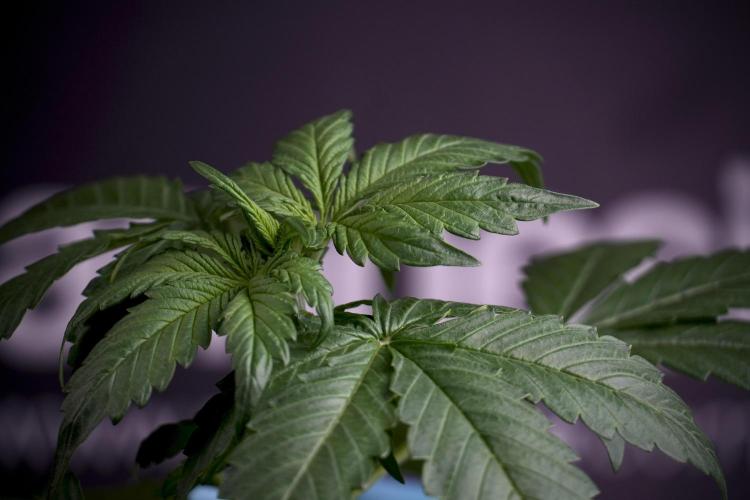 GMO Cookies Served with extra curiosity. Week 3 - GMO Cookies 