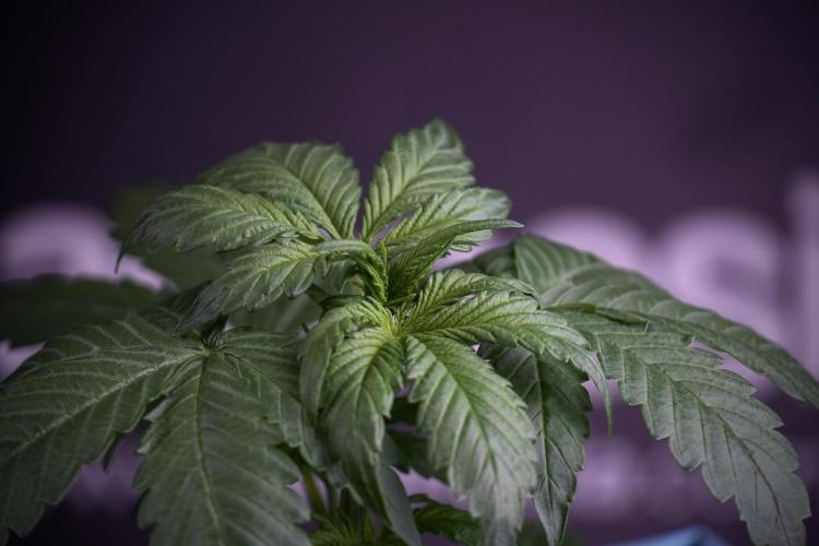 GMO Cookies Served with extra curiosity. Week 3 - GMO Cookies 