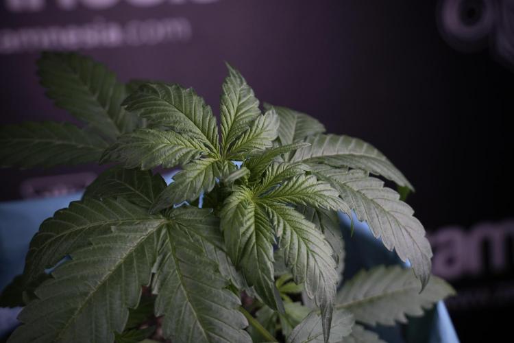 GMO Cookies Served with extra curiosity. Week 3 - GMO Cookies 