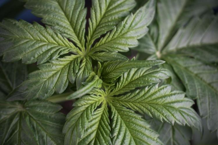 GMO Cookies Served with extra curiosity. Week 3 - GMO Cookies 