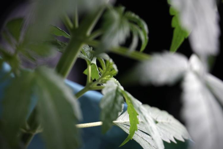 GMO Cookies Served with extra curiosity. Week 3 - GMO Cookies 