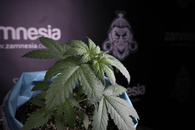 GMO Cookies Served with extra curiosity. Week 3 - GMO Cookies 