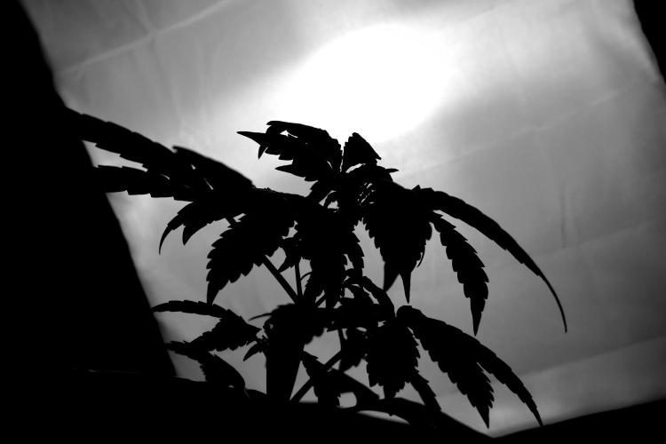 GMO Cookies Served with extra curiosity. Week 3 - GMO Cookies 