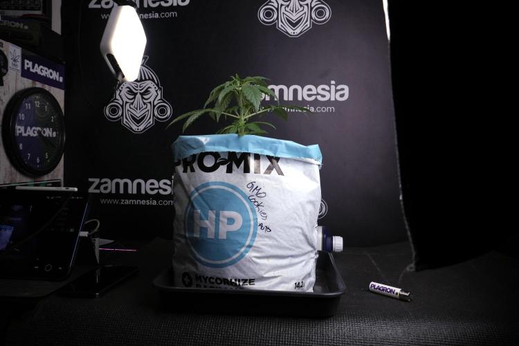 GMO Cookies Served with extra curiosity. Week 3 - GMO Cookies 