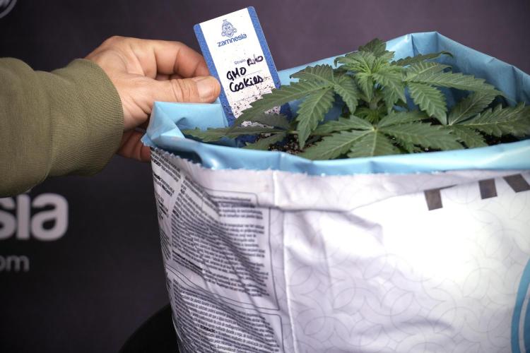 GMO Cookies Served with extra curiosity. Week 3 - GMO Cookies 