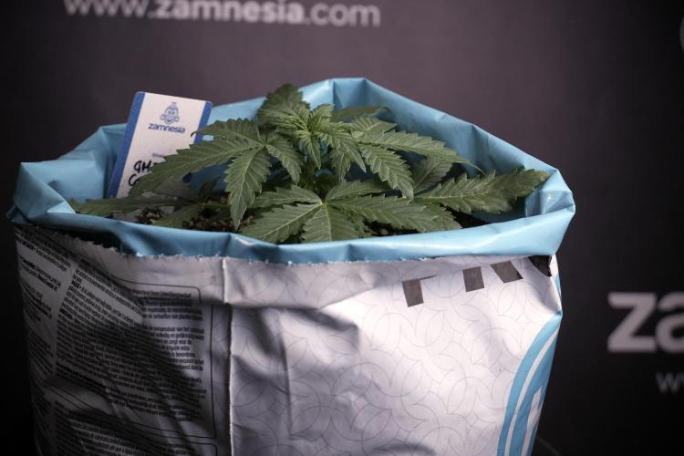 GMO Cookies Served with extra curiosity. Week 3 - GMO Cookies 