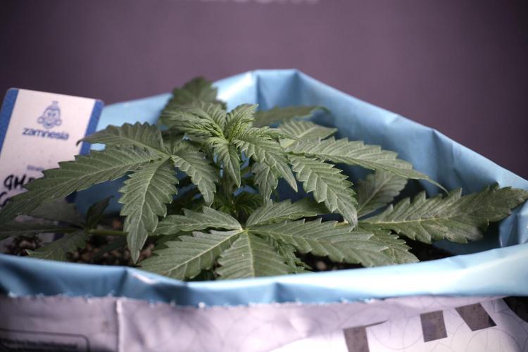 GMO Cookies Served with extra curiosity. Week 3 - GMO Cookies 