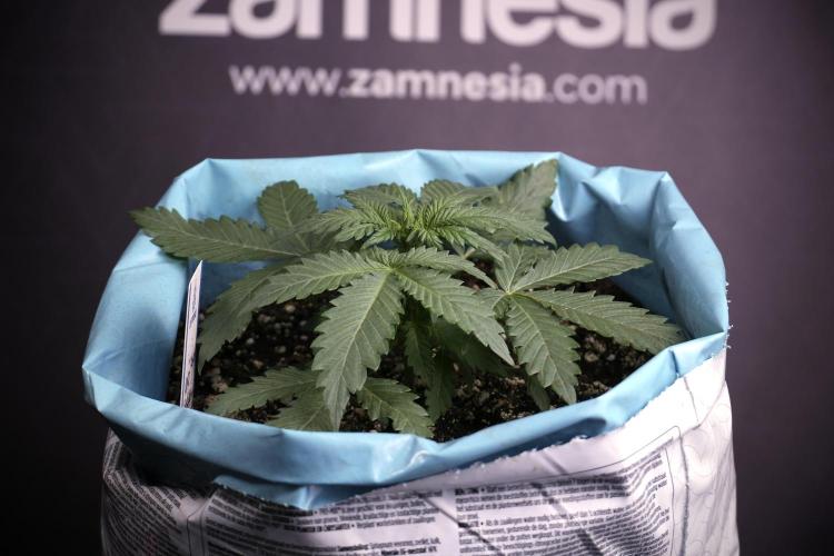 GMO Cookies Served with extra curiosity. Week 3 - GMO Cookies 