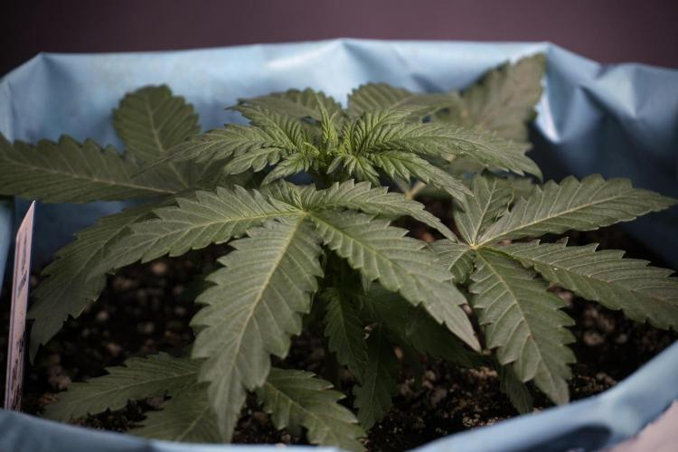 GMO Cookies Served with extra curiosity. Week 3 - GMO Cookies 