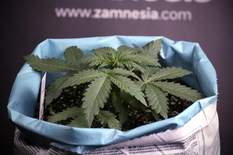 GMO Cookies Served with extra curiosity. Week 3 - GMO Cookies 