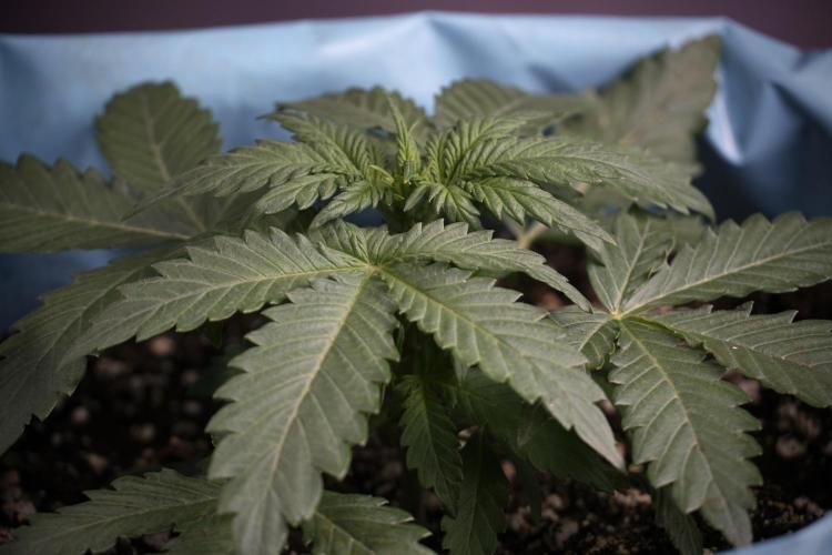 GMO Cookies Served with extra curiosity. Week 3 - GMO Cookies 