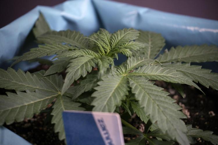 GMO Cookies Served with extra curiosity. Week 3 - GMO Cookies 