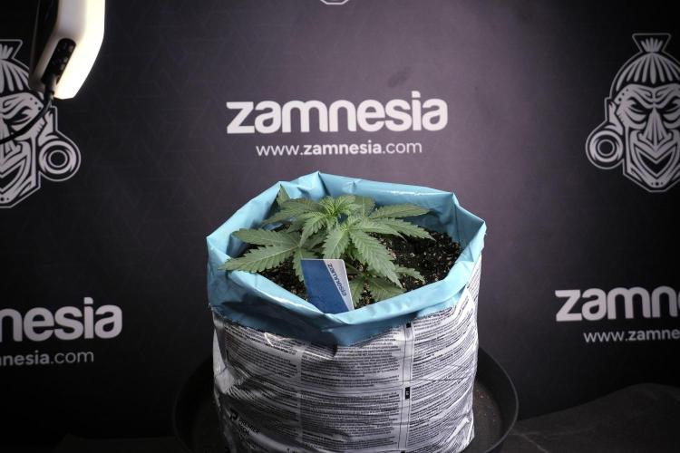 GMO Cookies Served with extra curiosity. Week 3 - GMO Cookies 