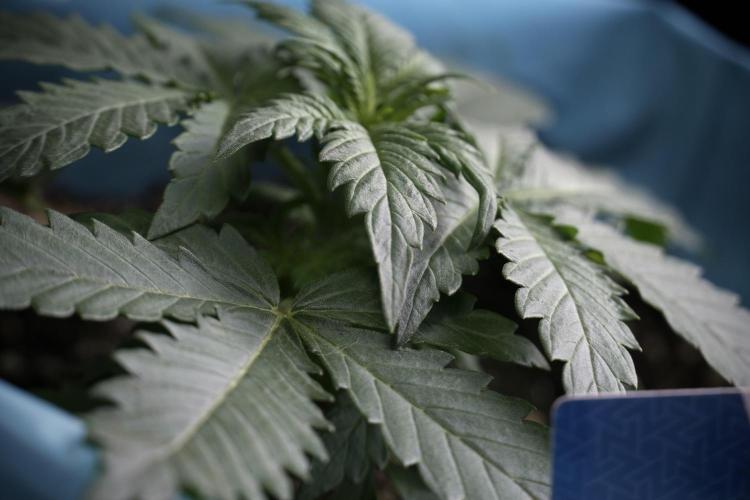 GMO Cookies Served with extra curiosity. Week 3 - GMO Cookies 