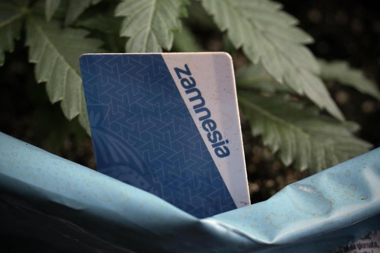 GMO Cookies Served with extra curiosity. Week 3 - GMO Cookies 