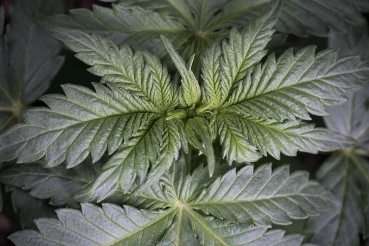 GMO Cookies Served with extra curiosity. Week 3 - GMO Cookies 