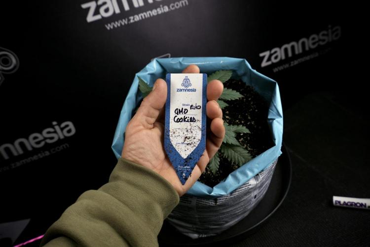 GMO Cookies Served with extra curiosity. Week 3 - GMO Cookies 