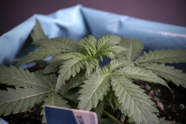 GMO Cookies Served with extra curiosity. Week 3 - GMO Cookies 