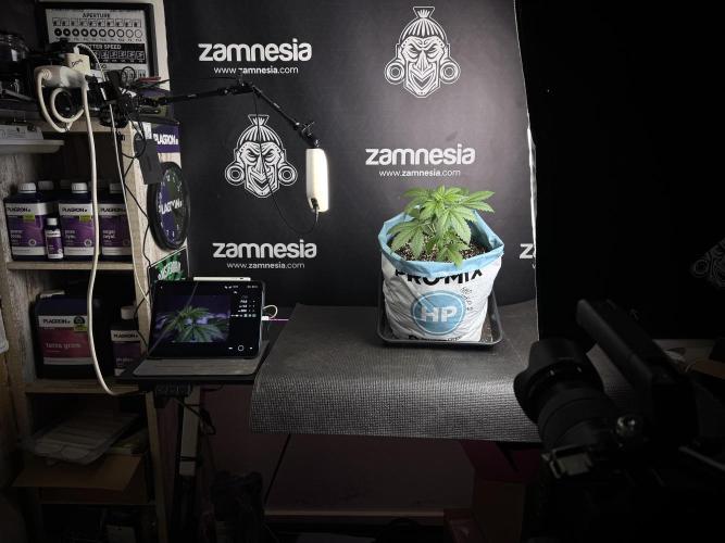 GMO Cookies Served with extra curiosity. Week 3 - Room Studio and Vibes 