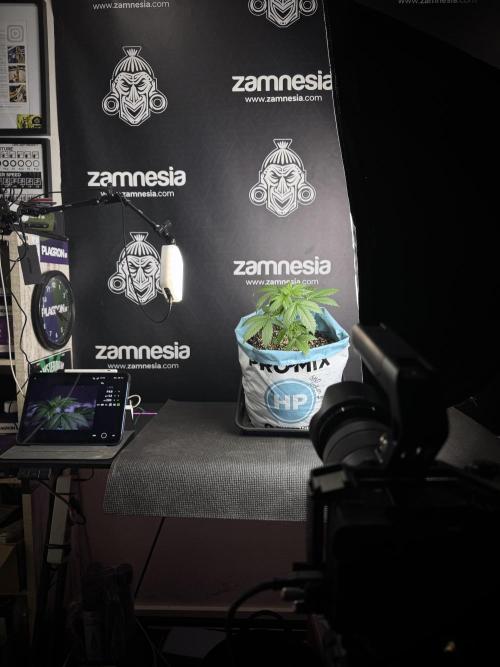 GMO Cookies Served with extra curiosity. Week 3 - Room Studio and Vibes 