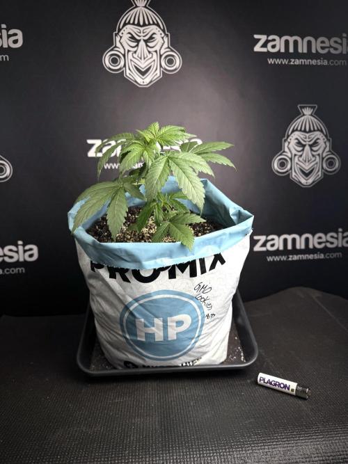 GMO Cookies Served with extra curiosity. Week 3 - GMO Cookies 