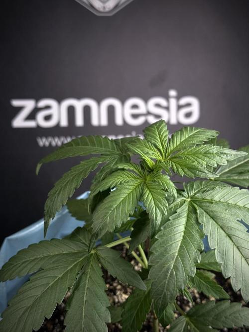 GMO Cookies Served with extra curiosity. Week 3 - GMO Cookies 