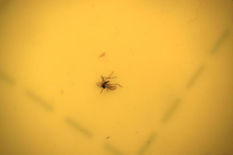 GMO Cookies Served with extra curiosity. Week 3 - Busted Gnat