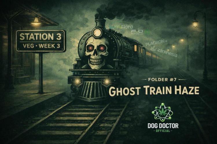 Catching The Ghost Train Haze @ Zamnesia. Week 3 - Week cover 