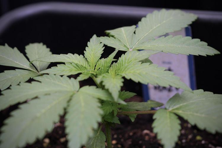 Catching The Ghost Train Haze @ Zamnesia. Week 3 - GTH