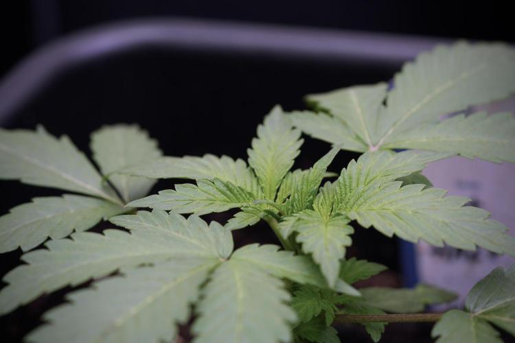 Catching The Ghost Train Haze @ Zamnesia. Week 3 - GTH