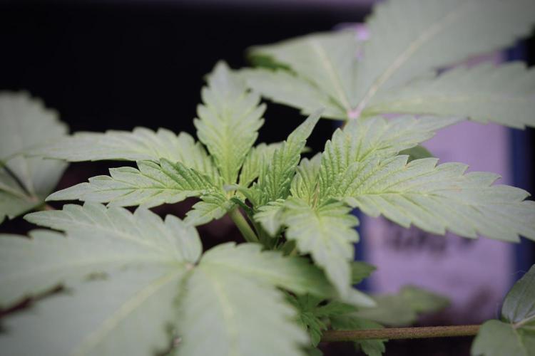 Catching The Ghost Train Haze @ Zamnesia. Week 3 - GTH