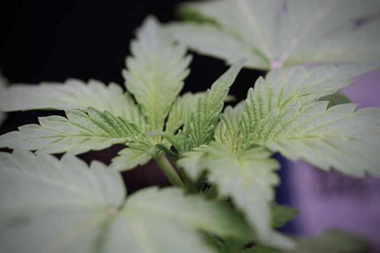 Catching The Ghost Train Haze @ Zamnesia. Week 3 - GTH