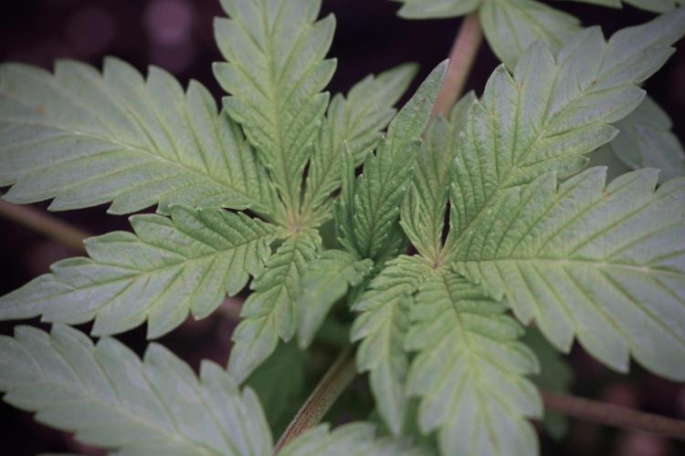 Catching The Ghost Train Haze @ Zamnesia. Week 3 - GTH