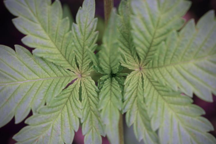 Catching The Ghost Train Haze @ Zamnesia. Week 3 - GTH