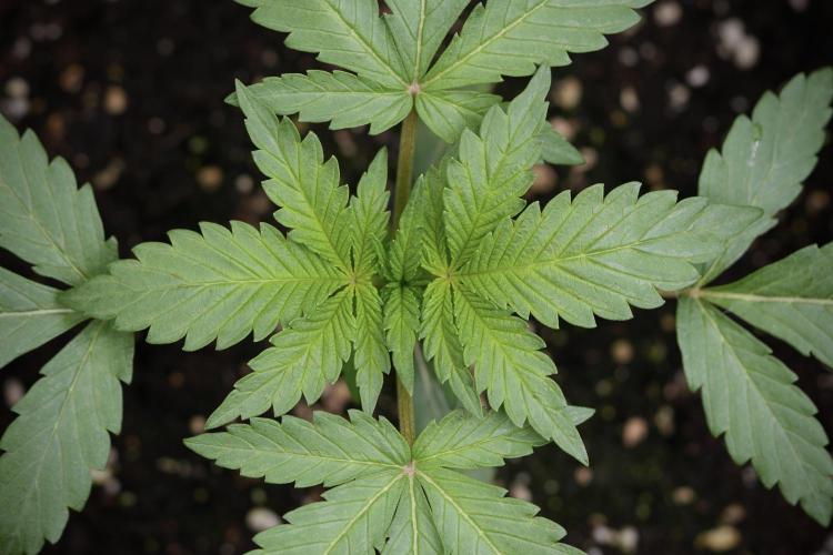 Catching The Ghost Train Haze @ Zamnesia. Week 3 - GTH