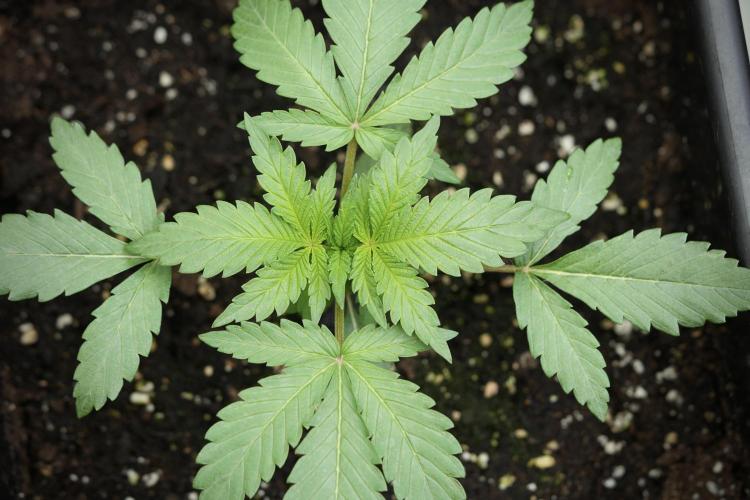 Catching The Ghost Train Haze @ Zamnesia. Week 3 - GTH