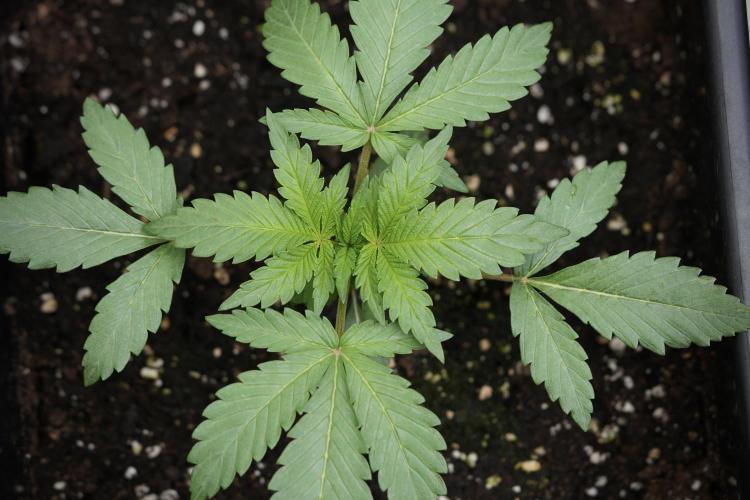 Catching The Ghost Train Haze @ Zamnesia. Week 3 - GTH