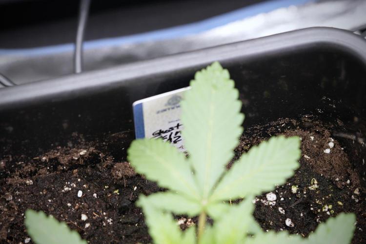 Catching The Ghost Train Haze @ Zamnesia. Week 3 - GTH