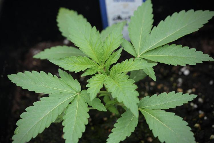 Catching The Ghost Train Haze @ Zamnesia. Week 3 - GTH