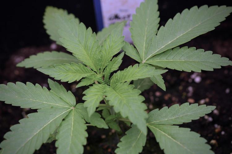 Catching The Ghost Train Haze @ Zamnesia. Week 3 - GTH