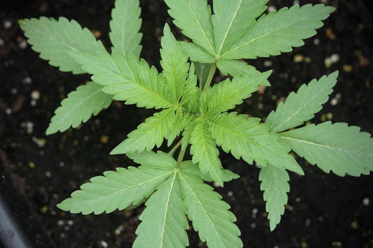 Catching The Ghost Train Haze @ Zamnesia. Week 3 - GTH