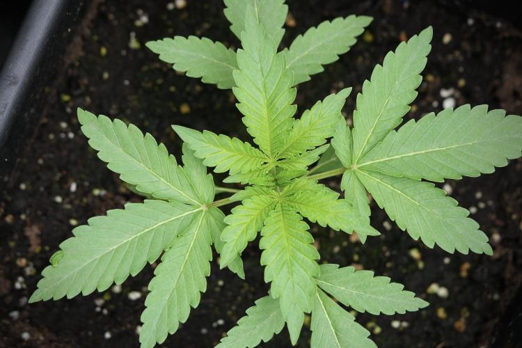 Catching The Ghost Train Haze @ Zamnesia. Week 3 - GTH