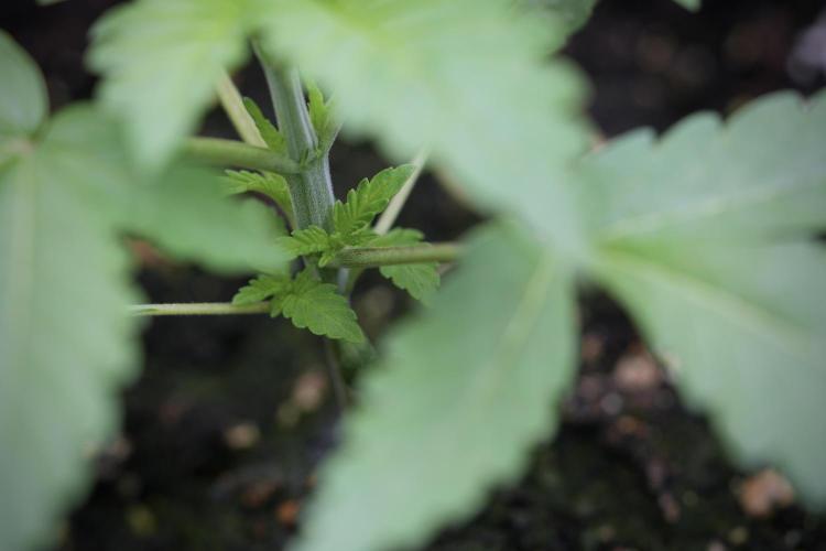 Catching The Ghost Train Haze @ Zamnesia. Week 3 - GTH