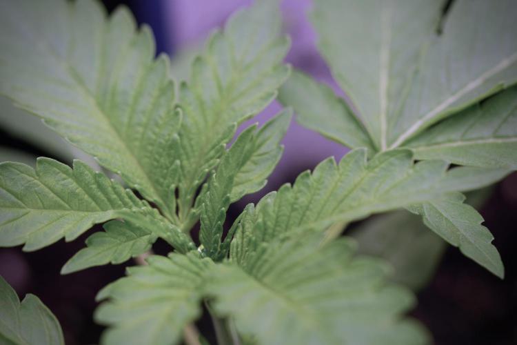 Catching The Ghost Train Haze @ Zamnesia. Week 3 - GTH