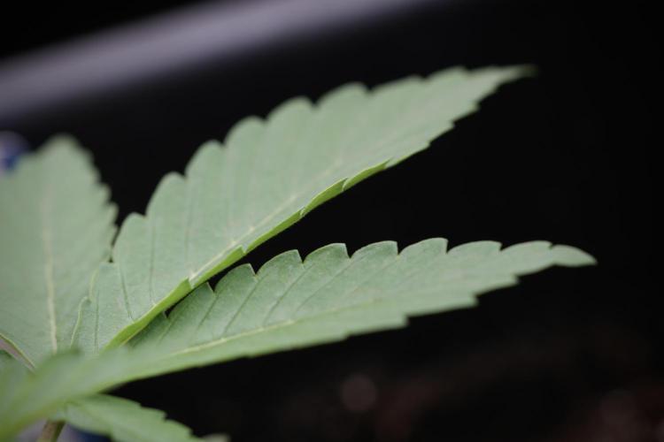 Catching The Ghost Train Haze @ Zamnesia. Week 3 - GTH