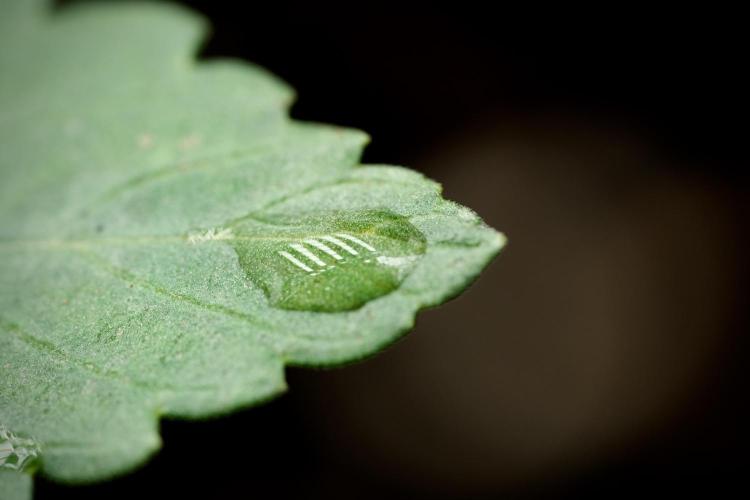 Catching The Ghost Train Haze @ Zamnesia. Week 3 - GTH