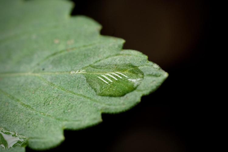 Catching The Ghost Train Haze @ Zamnesia. Week 3 - GTH