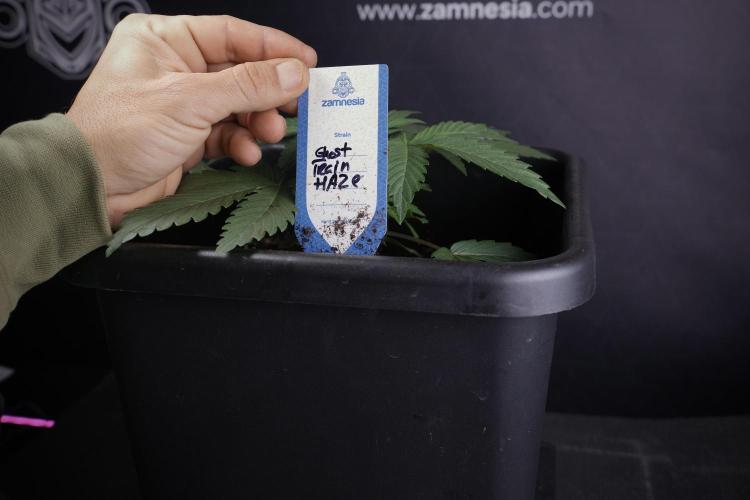 Catching The Ghost Train Haze @ Zamnesia. Week 3 - GTH