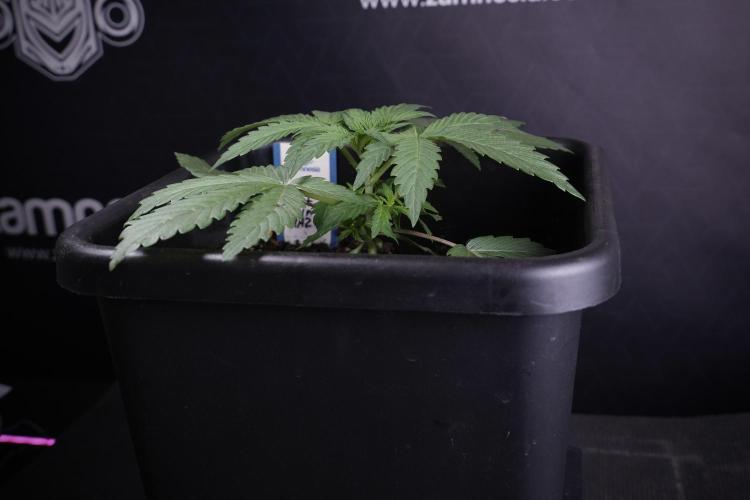 Catching The Ghost Train Haze @ Zamnesia. Week 3 - GTH